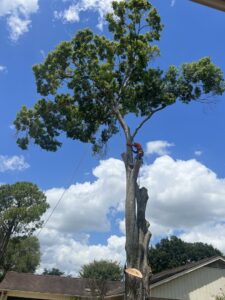 Business queued-photos - N&E Tree Service LLC
