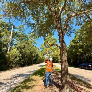 Business queued-photos - N&E Tree Service LLC