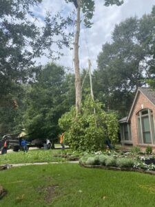Business queued-photos - N&E Tree Service LLC