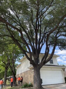 Business queued-photos - Price Right Professional Landscaping & Tree Service