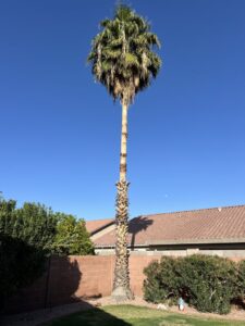 Business queued-photos - Pros Tree and Landscape