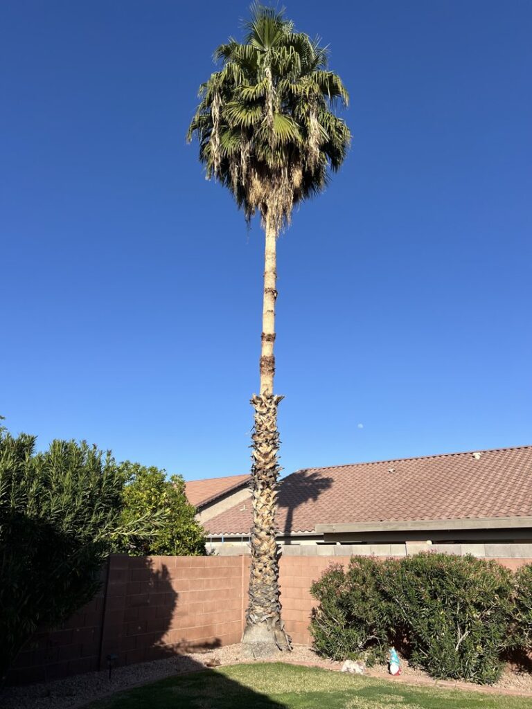 Business queued-photos - Pros Tree and Landscape