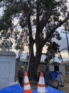 Business queued-photos - Pros Tree and Landscape