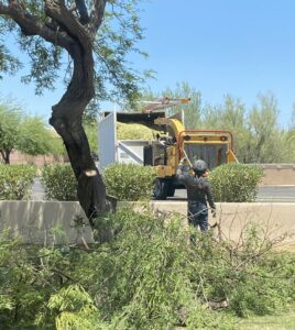 Business queued-photos - Pros Tree and Landscape