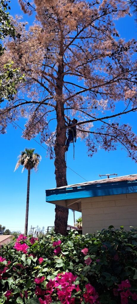 Business queued-photos - Pros Tree and Landscape