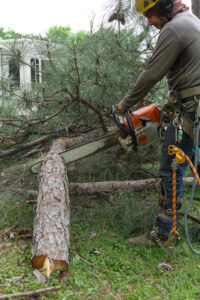 Business queued-photos - Fresh Leaves Lawn & Tree Service