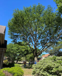 Business queued-photos - Fresh Leaves Lawn & Tree Service