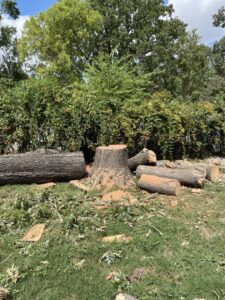 Business queued-photos - Fresh Leaves Lawn & Tree Service