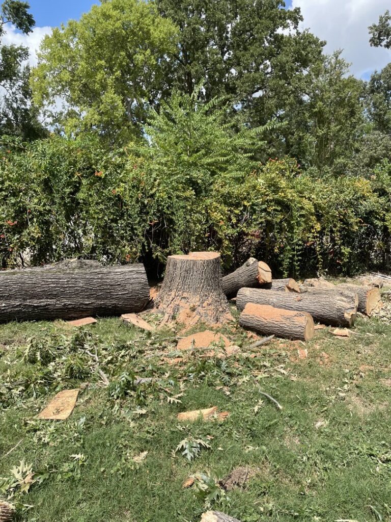 Business queued-photos - Fresh Leaves Lawn & Tree Service