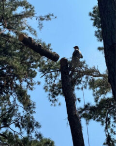 Business queued-photos - Fresh Leaves Lawn & Tree Service