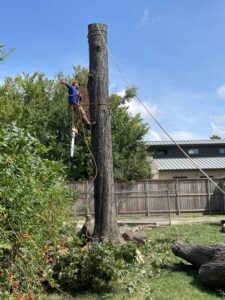 Business queued-photos - Fresh Leaves Lawn & Tree Service