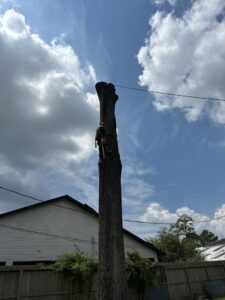 Business queued-photos - Fresh Leaves Lawn & Tree Service