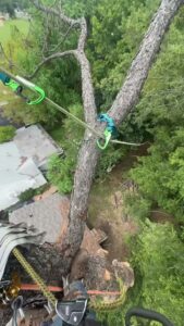 Business queued-photos - Fresh Leaves Lawn & Tree Service