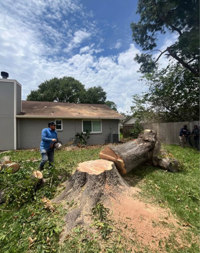 Business queued-photos - Fresh Leaves Lawn & Tree Service