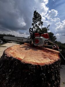 Business queued-photos - Fresh Leaves Lawn & Tree Service