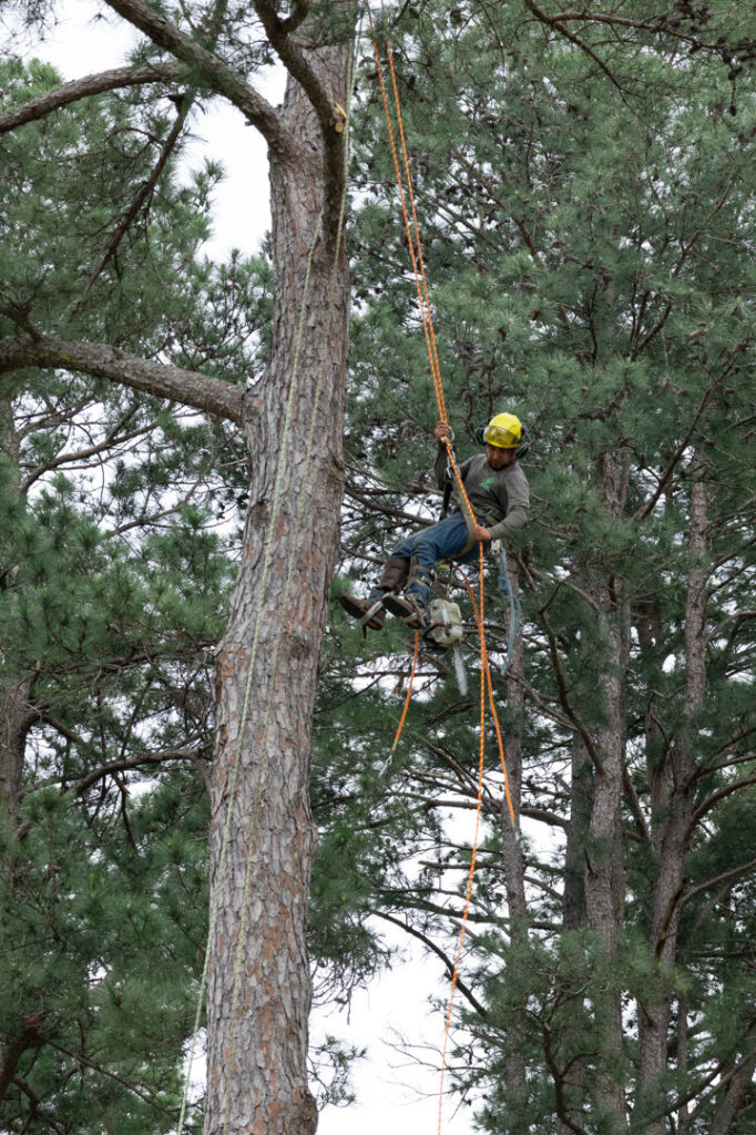 Business queued-photos - Fresh Leaves Lawn & Tree Service