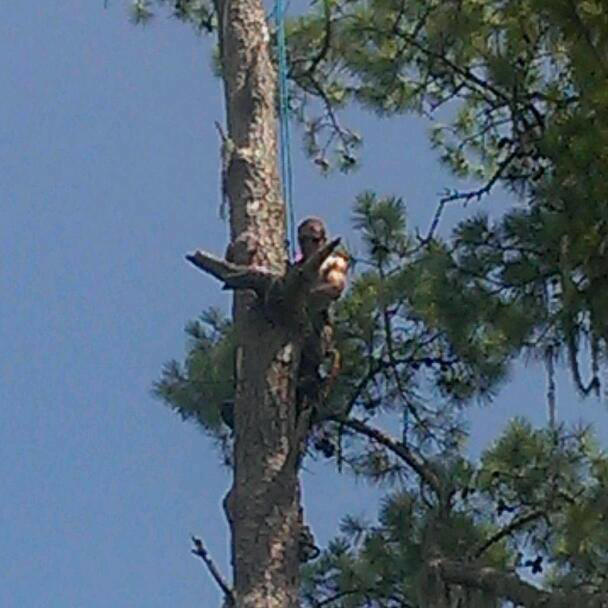 Business queued-photos - Shaws Tree Service