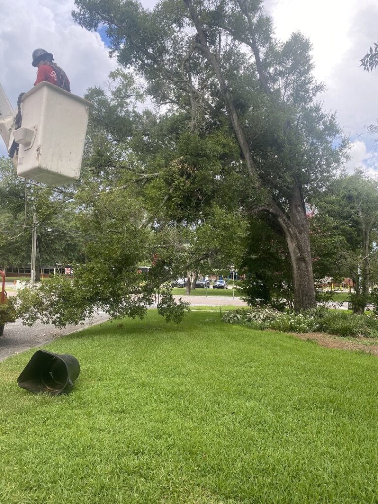 Business queued-photos - Shaws Tree Service