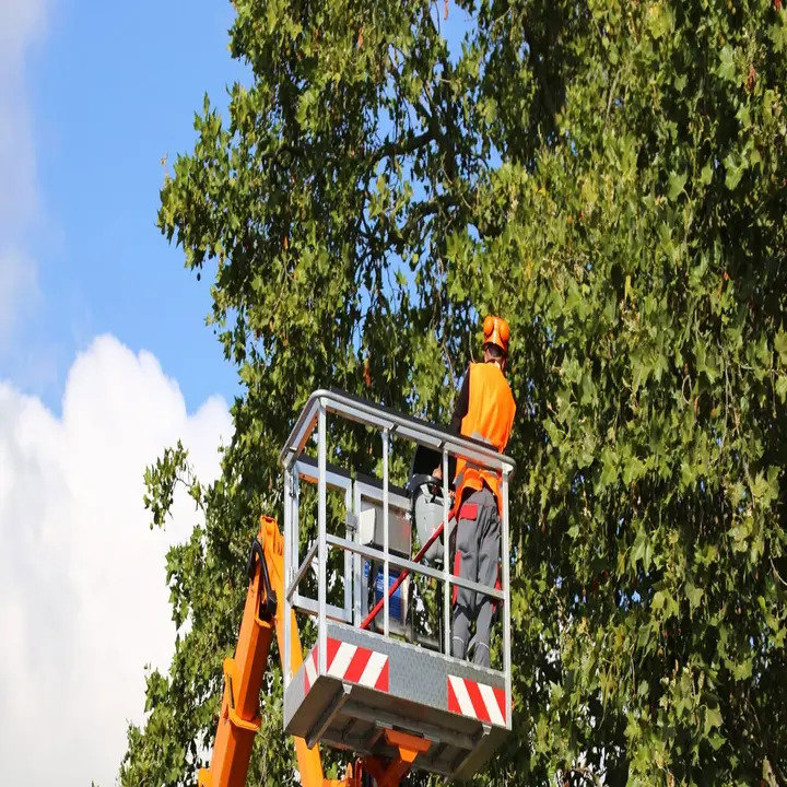 Business queued-photos - Shaws Tree Service
