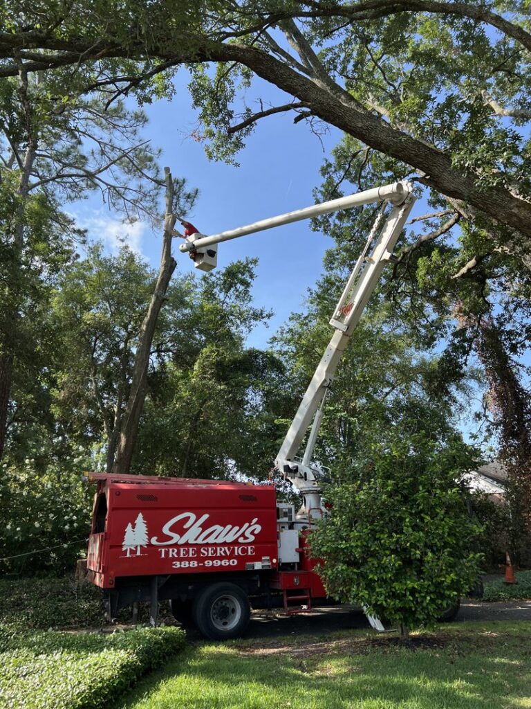 Business queued-photos - Shaws Tree Service