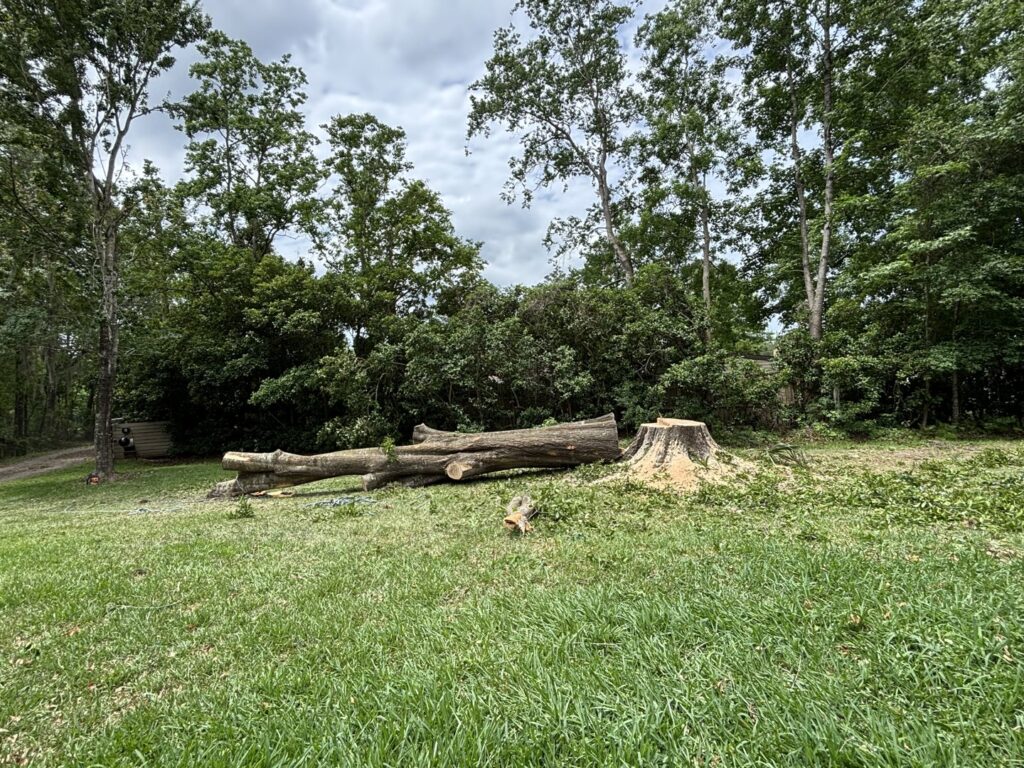 Business queued-photos - Shaws Tree Service