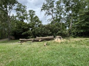 Business queued-photos - Shaws Tree Service