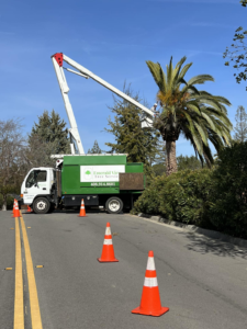 Business queued-photos - Emerald View Tree Service