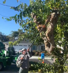 Business queued-photos - Emerald View Tree Service