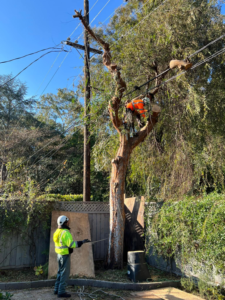 Business queued-photos - Emerald View Tree Service