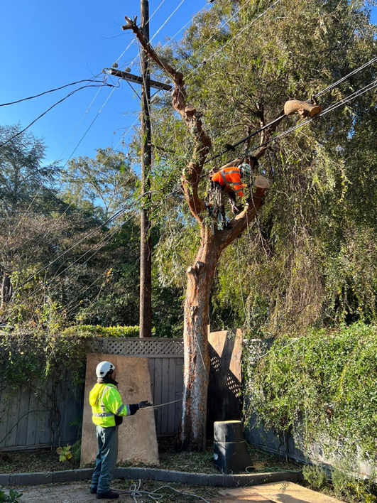 Business queued-photos - Emerald View Tree Service