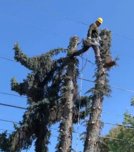 Business queued-photos - Emerald View Tree Service