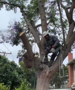 Business queued-photos - Emerald View Tree Service