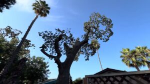 Business queued-photos - Emerald View Tree Service