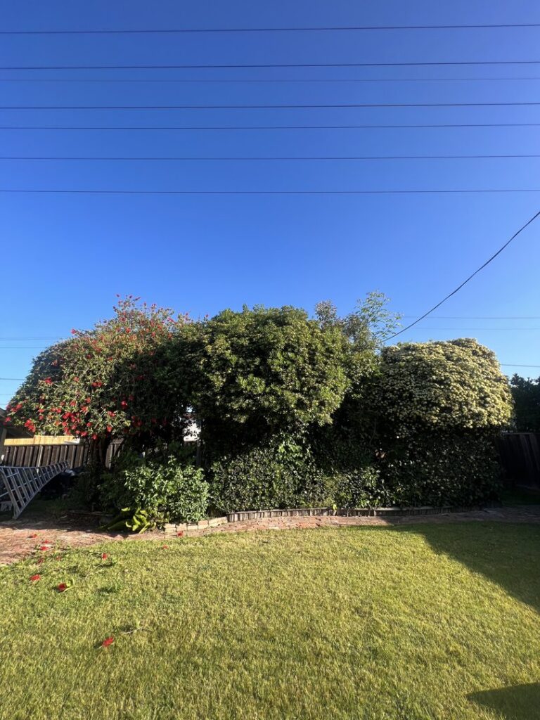 Business queued-photos - Emerald View Tree Service