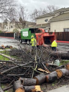 Business queued-photos - Emerald View Tree Service