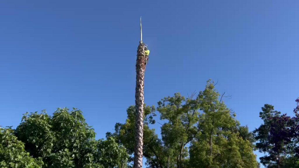 Business queued-photos - Emerald View Tree Service