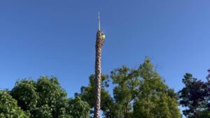 Business queued-photos - Emerald View Tree Service