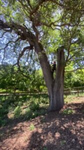 Business queued-photos - Emerald View Tree Service