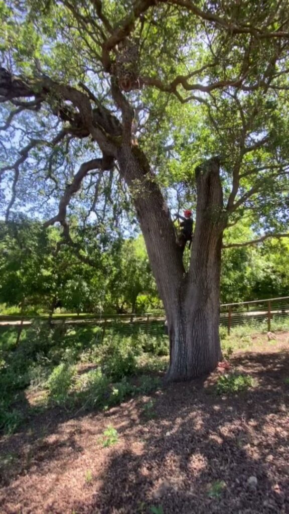 Business queued-photos - Emerald View Tree Service