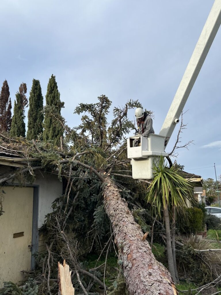 Business queued-photos - Emerald View Tree Service