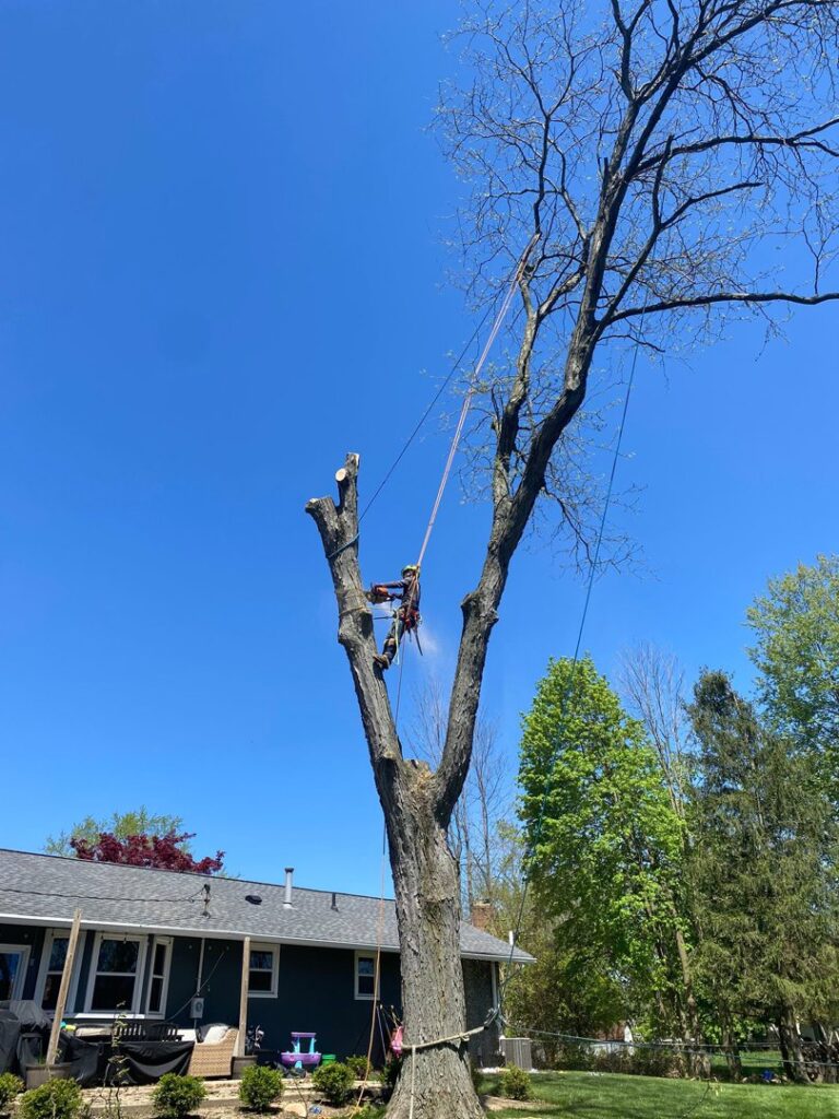 Business queued-photos - ES Tree Services Llc