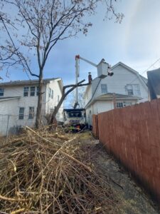 Business queued-photos - ES Tree Services Llc