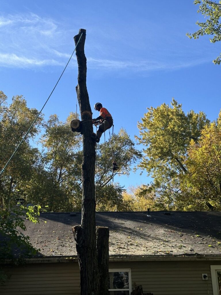 Business queued-photos - ES Tree Services Llc