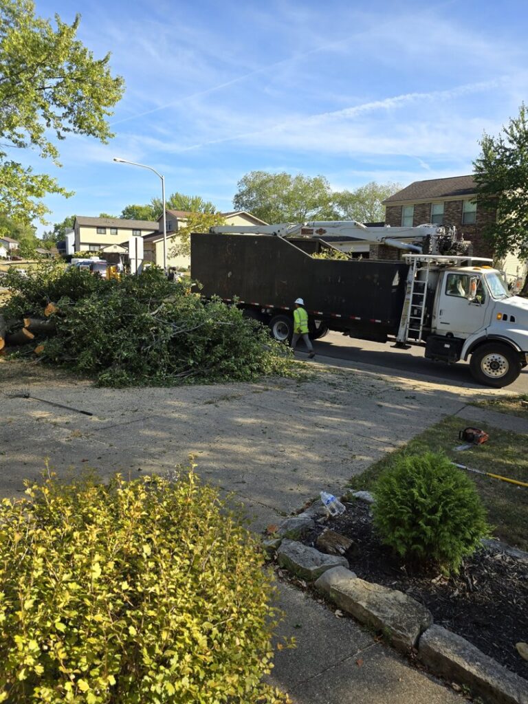 Business queued-photos - ES Tree Services Llc