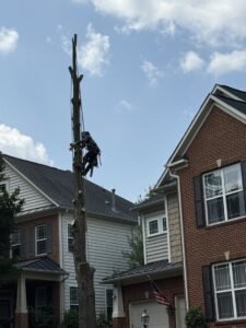 Business queued-photos - JL Tree Services