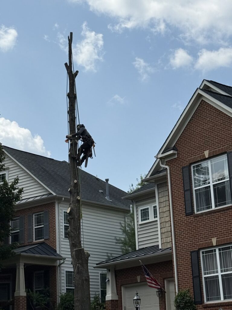 Business queued-photos - JL Tree Services