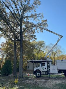 Business queued-photos - JL Tree Services
