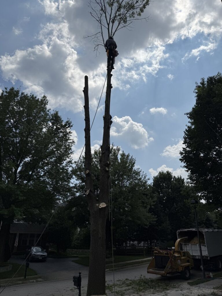 Business queued-photos - JL Tree Services