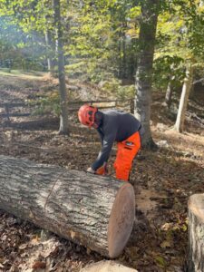 Business queued-photos - JL Tree Services