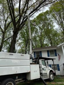 Business queued-photos - JL Tree Services